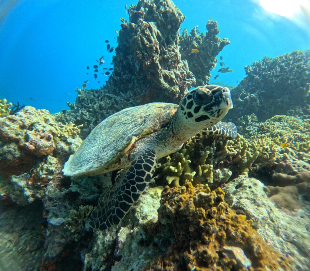Best snorkeling in Bali