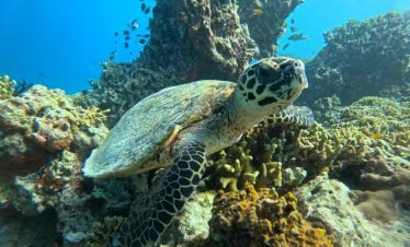 Best snorkeling in Bali