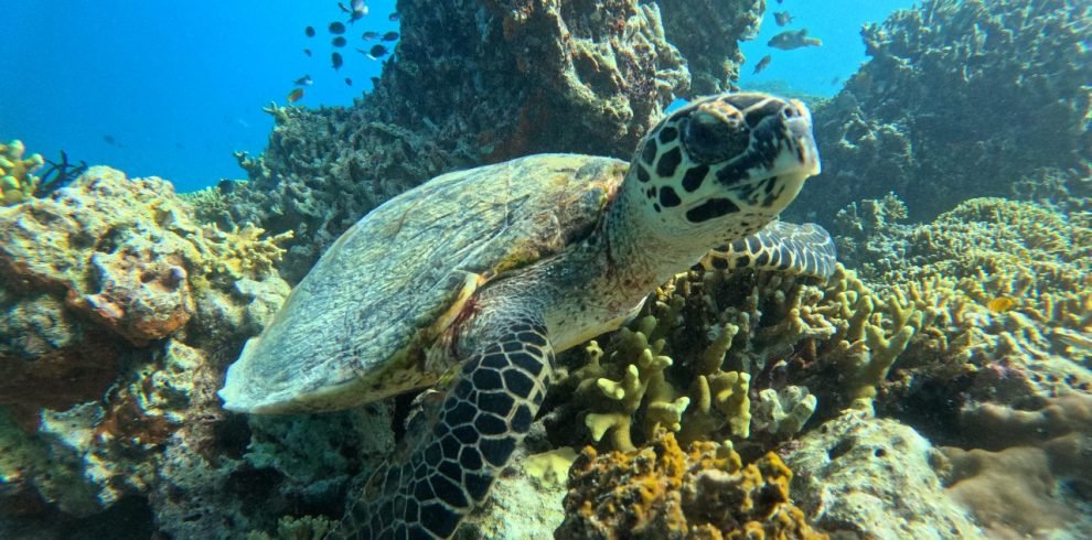 Best snorkeling in Bali